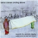 Yannick Dauby - Sarus Cranes Circling Above